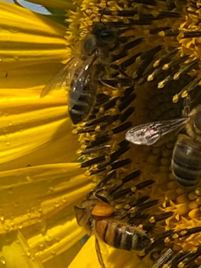 BEE CONSERVATION DONATION
